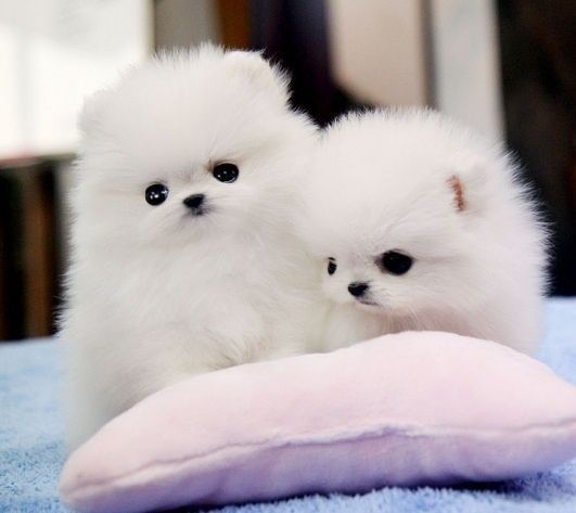 MINI POMERANIAN ZWERGSPITZ BOO WELPEN ZUM VERSCHENKEN.whatsapp Nummer (+37069673271)