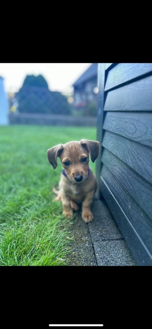 Hundewelpe Mischling