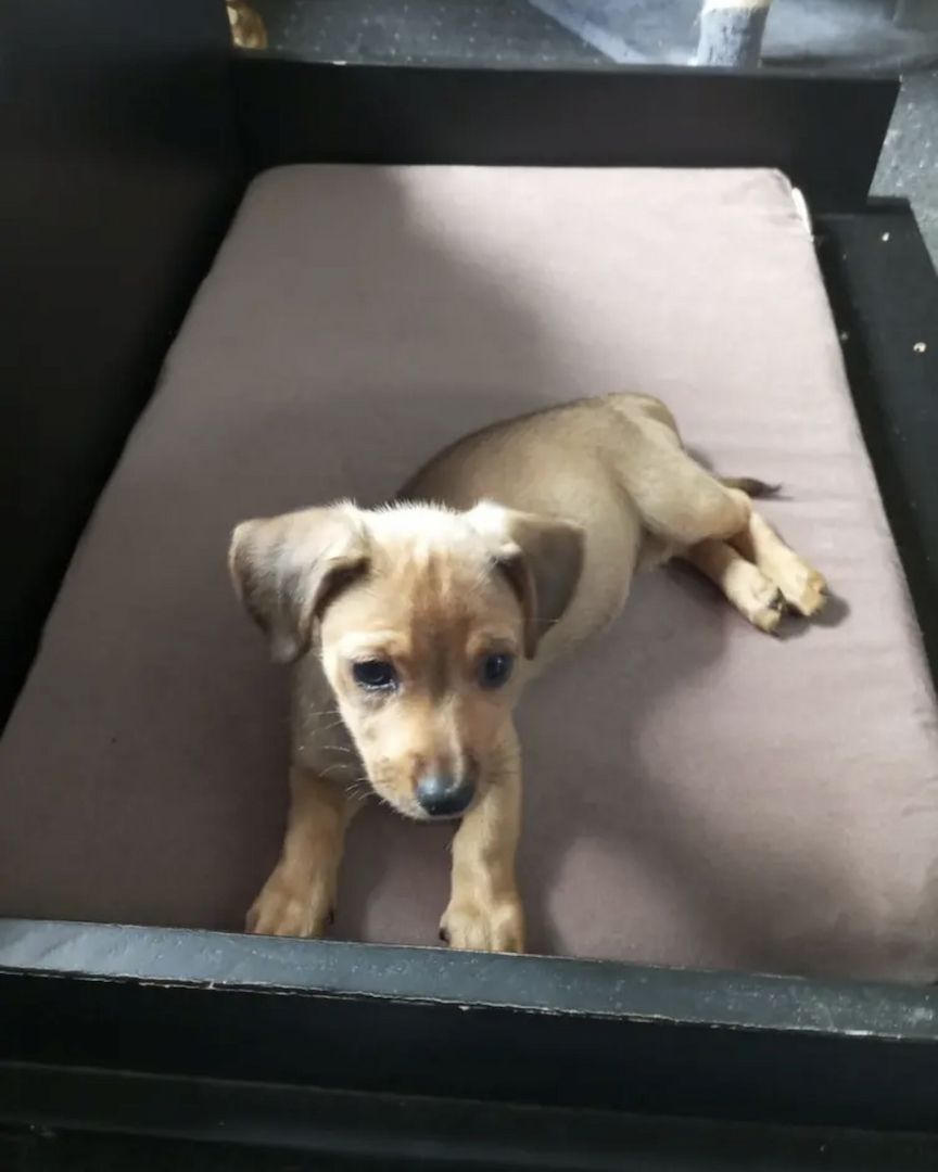 Hundewelpe Mischling