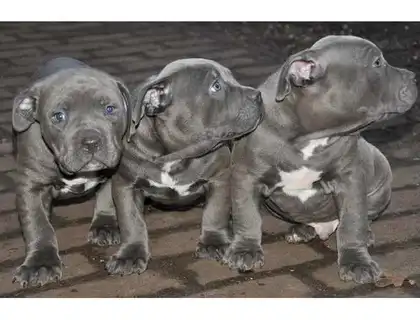 Super Blueline welpen American Pitbull Terrier whatsapp Nummer (+37069673271)