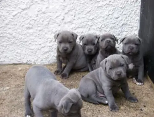 Super American Welpen Blue-Line Pit Bull Terrier whatsapp Nummer (+37069673271)