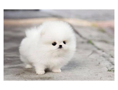 Super Zwergspitz Pomeranian Welpen mit papieren whatsapp Nummer (+37069673271)