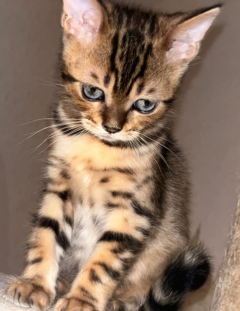 Bkh x Bengal kitten zu verkaufen