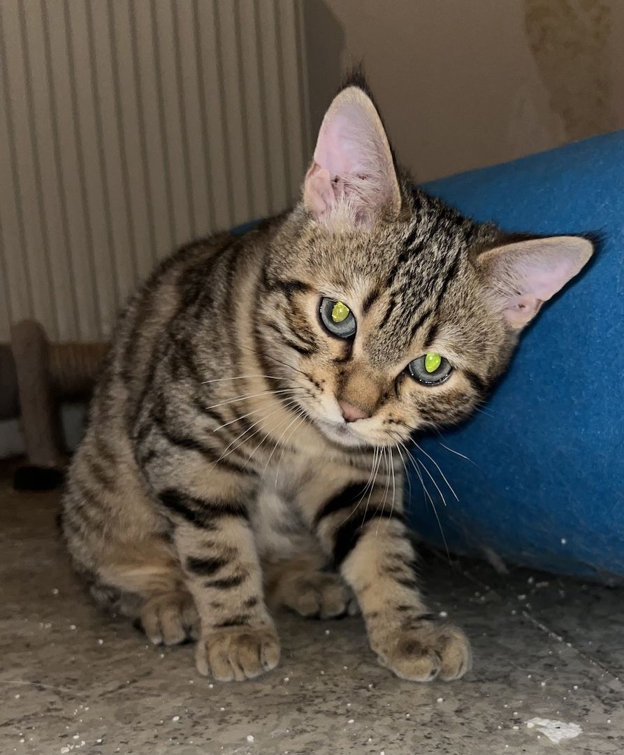 Bkh x Bengal kitten zu verkaufen