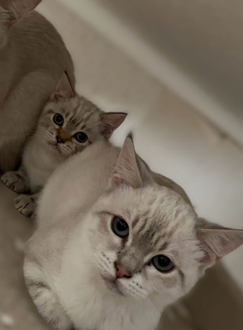 Bkh x Bengal kitten zu verkaufen