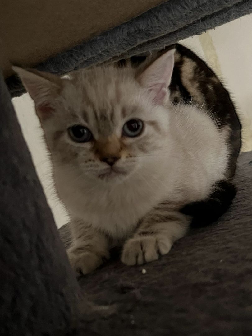 Bkh x Bengal kitten zu verkaufen