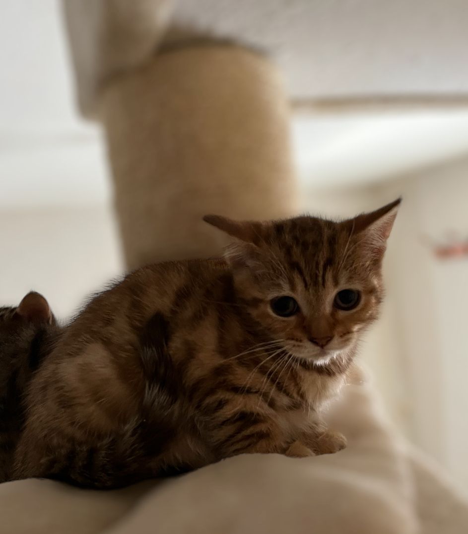 Bkh x Bengal kitten zu verkaufen