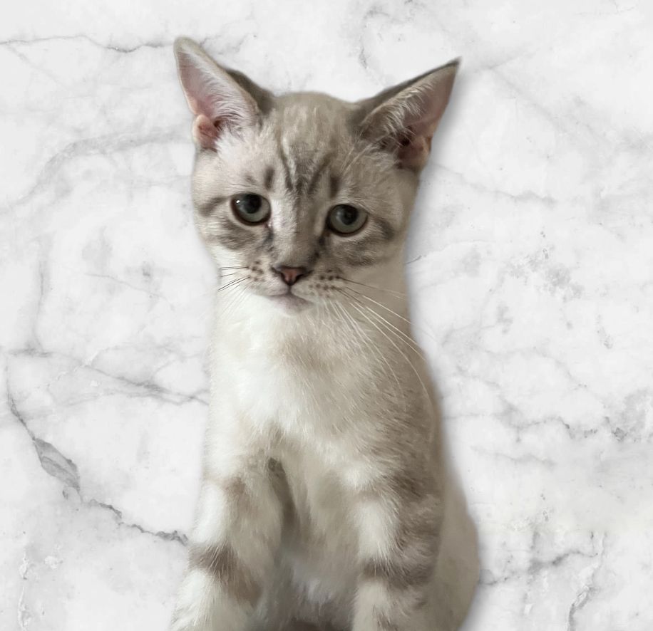 Bkh x Bengal kitten zu verkaufen