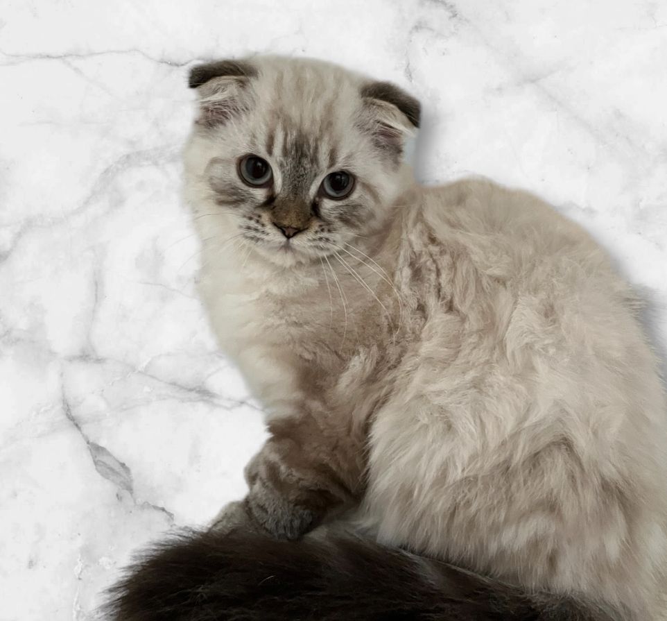 Bkh x Bengal kitten zu verkaufen