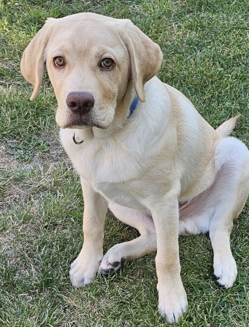 Labrador Rüde 4 Monate Labrador Rüde 4 Monate