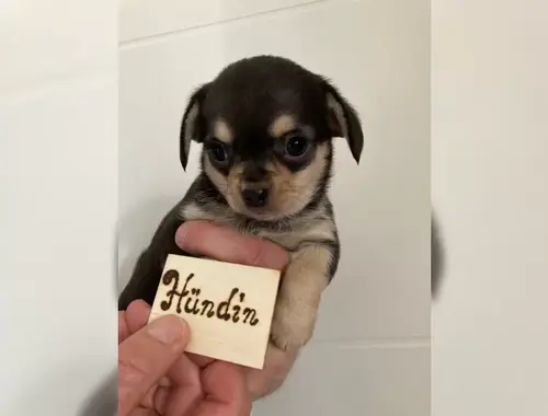 wunderschöne Chihuahua Welpen