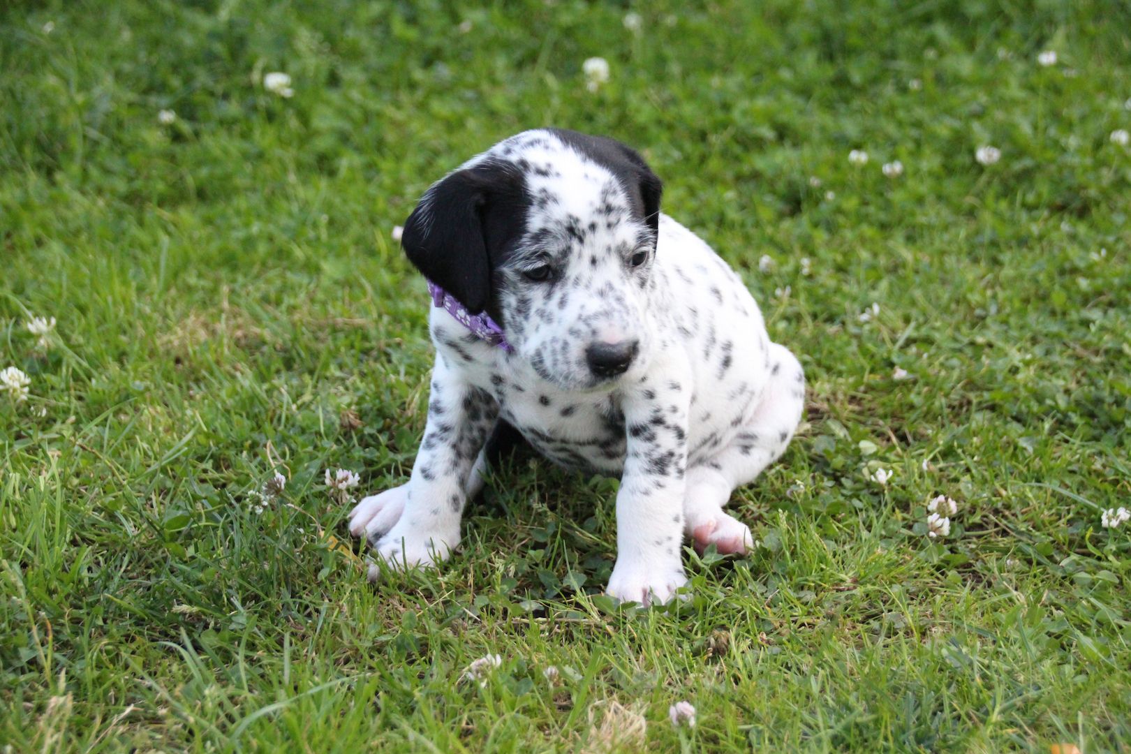 Dalmatiner Welpen