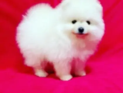 Zwergspitz Pomeranian Welpen