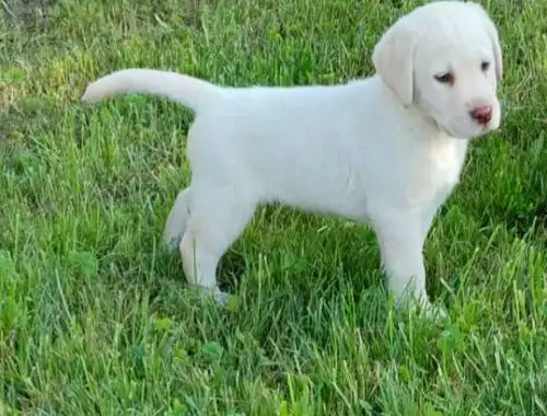 Wunderschöne Labrador Welpen