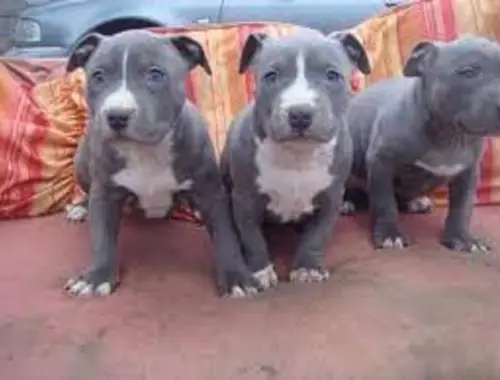 Amstaff  Pitbull Blueline