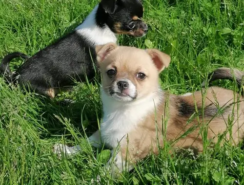 Chihuahua Welpen mit FCI Papiere