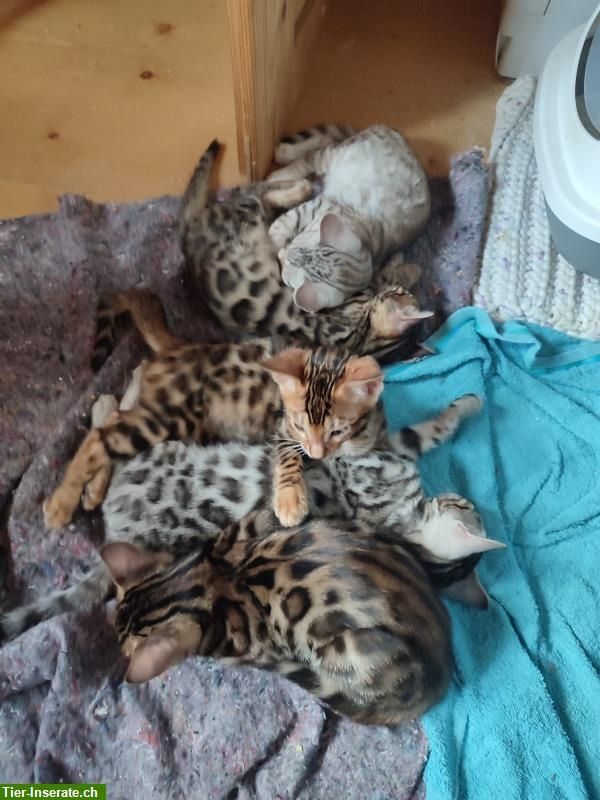 Reinrassige Bengal Kitten