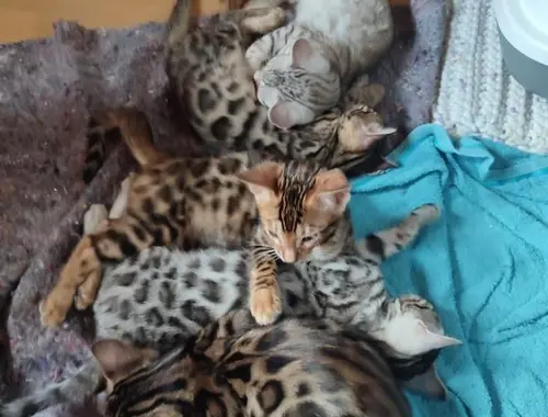 Reinrassige Bengal Kitten