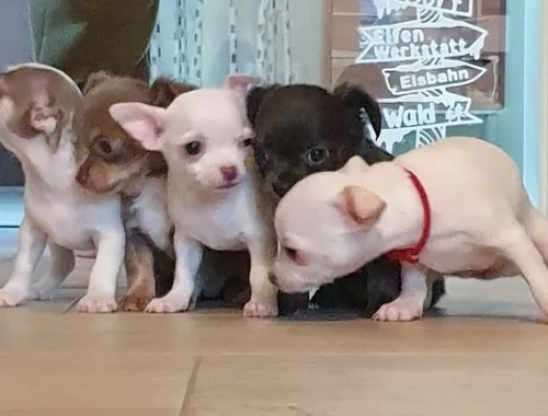 Mini Chihuahua Welpen