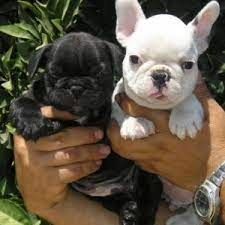 Gesunde Französische Bulldoggen Welpen Gesunde Französische Bulldoggen Welpen