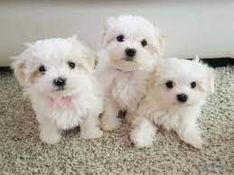 Gesund Malteser Welpen