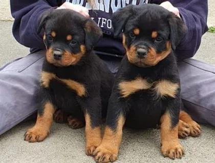 Gesund Rottweiler Welpen ADRK