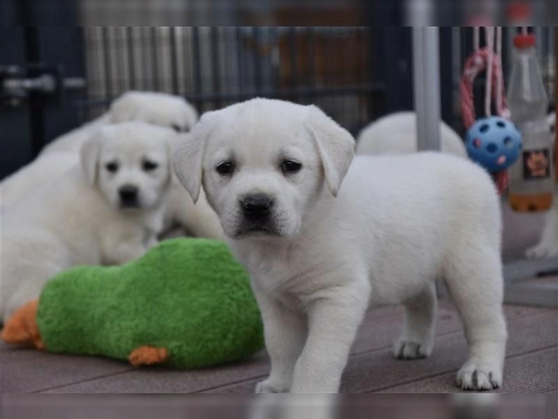 Wunderschöne Labrador Welpen mit Ahnentafel Wunderschöne Labrador Welpen mit Ahnentafel