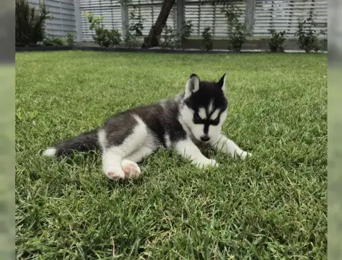 Wunderschöne Sibirian Husky welpen