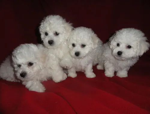 MINI Toy Bichon Frise welpen