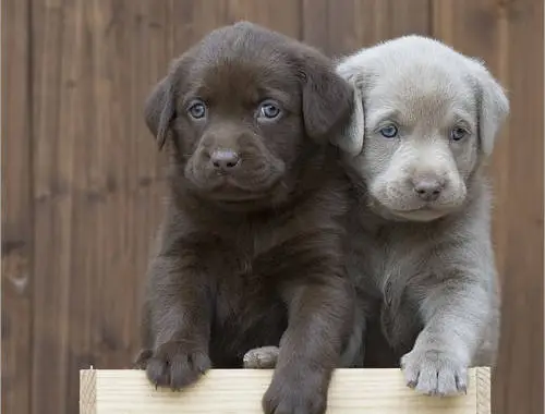 Wunderschöne Labradorwelpen