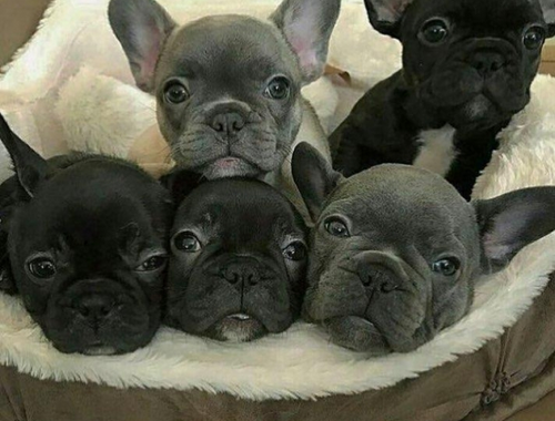 Französische Bulldogge Welpen Blue / Blau.