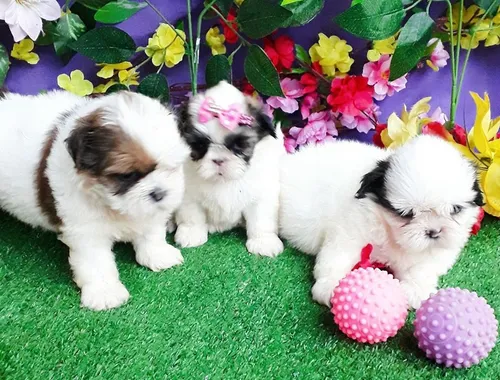 Wunderschöne Shih Tzu Welpen