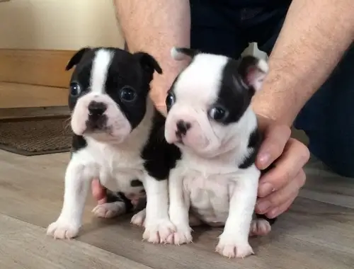 Boston Terrier Welpen-WHATSAPP::+4915213140266