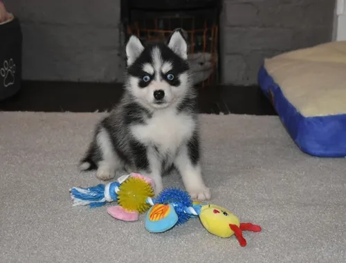 POMSKY-WHATSAPP..+4915213140266