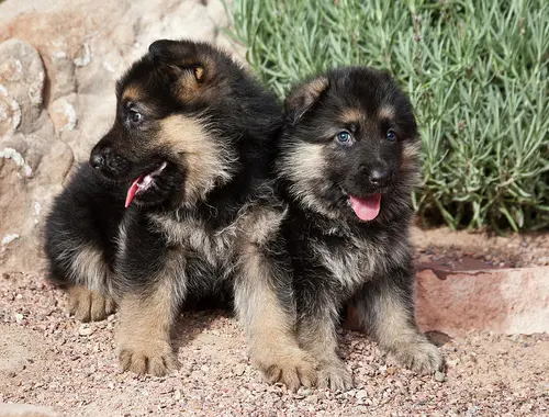 Deutscher Schäferhund Welpen