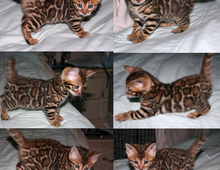 Wunderschöne Bengal Katzenbabys