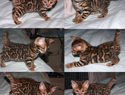 Wunderschöne Bengal Katzenbabys