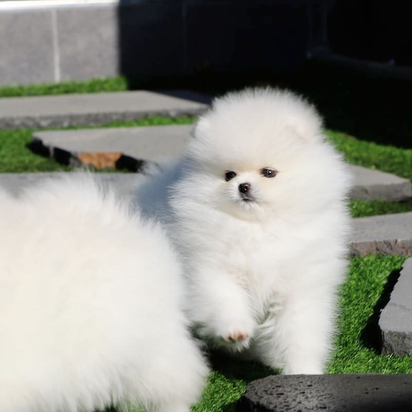 Erstaunliche kleine Pomeranian-Welpen!