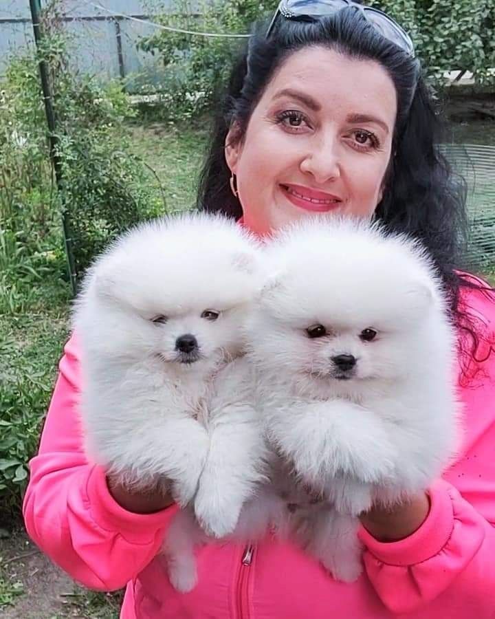 Erstaunliche kleine Pomeranian-Welpen! Erstaunliche kleine Pomeranian-Welpen!