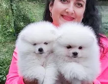 Erstaunliche kleine Pomeranian-Welpen!