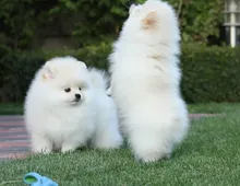 Erstaunliche kleine Pomeranian-Welpen!