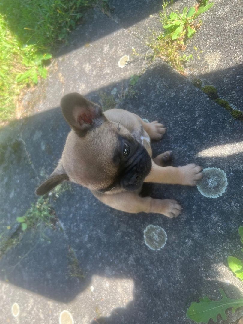 Französisch Bulldoggen Welpen Französisch Bulldoggen Welpen
