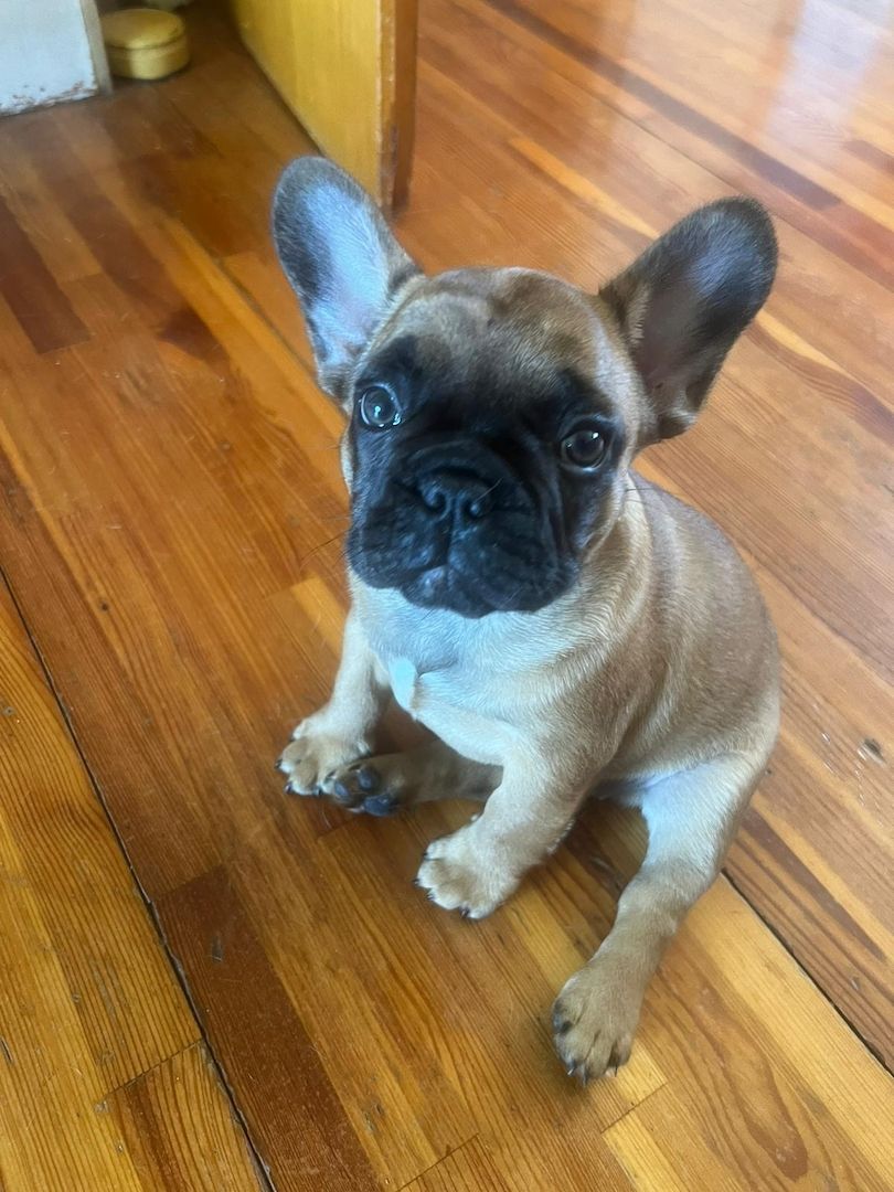 Französisch Bulldoggen Welpen Französisch Bulldoggen Welpen