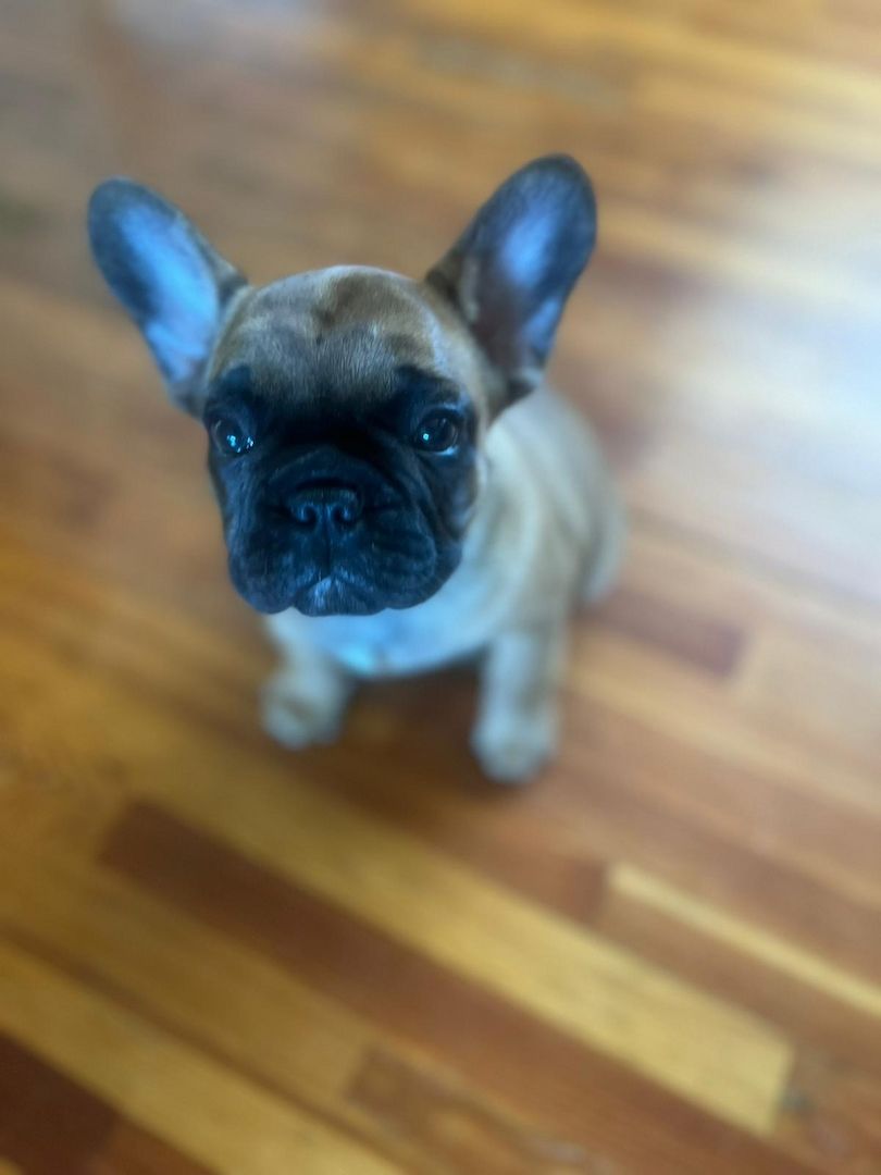 Französisch Bulldoggen Welpen Französisch Bulldoggen Welpen