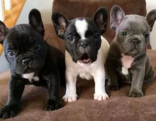 Entzückende Französische Bulldoggen zur Adoption