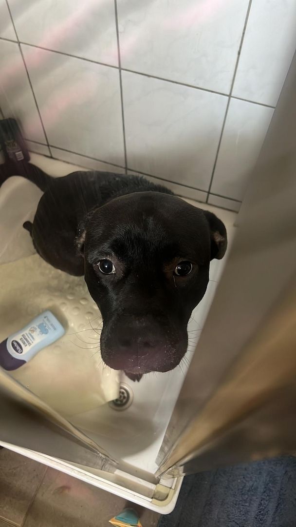 Aris sucht ein Zuhause