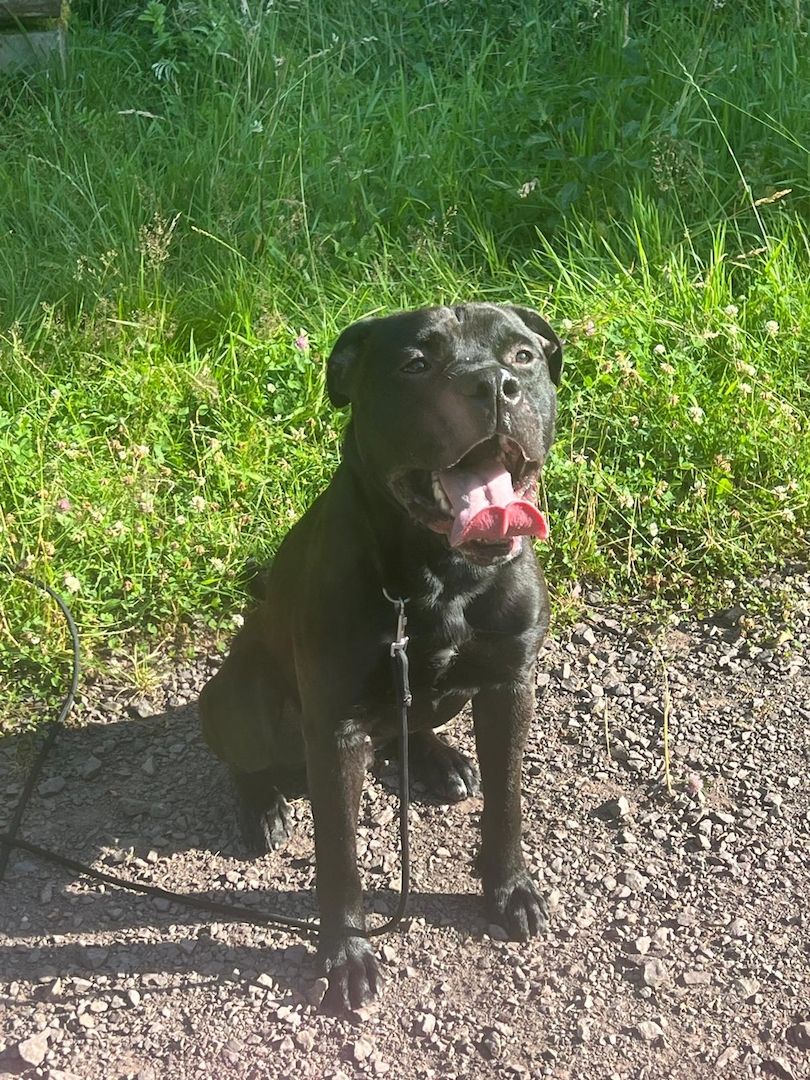 Aris sucht ein Zuhause