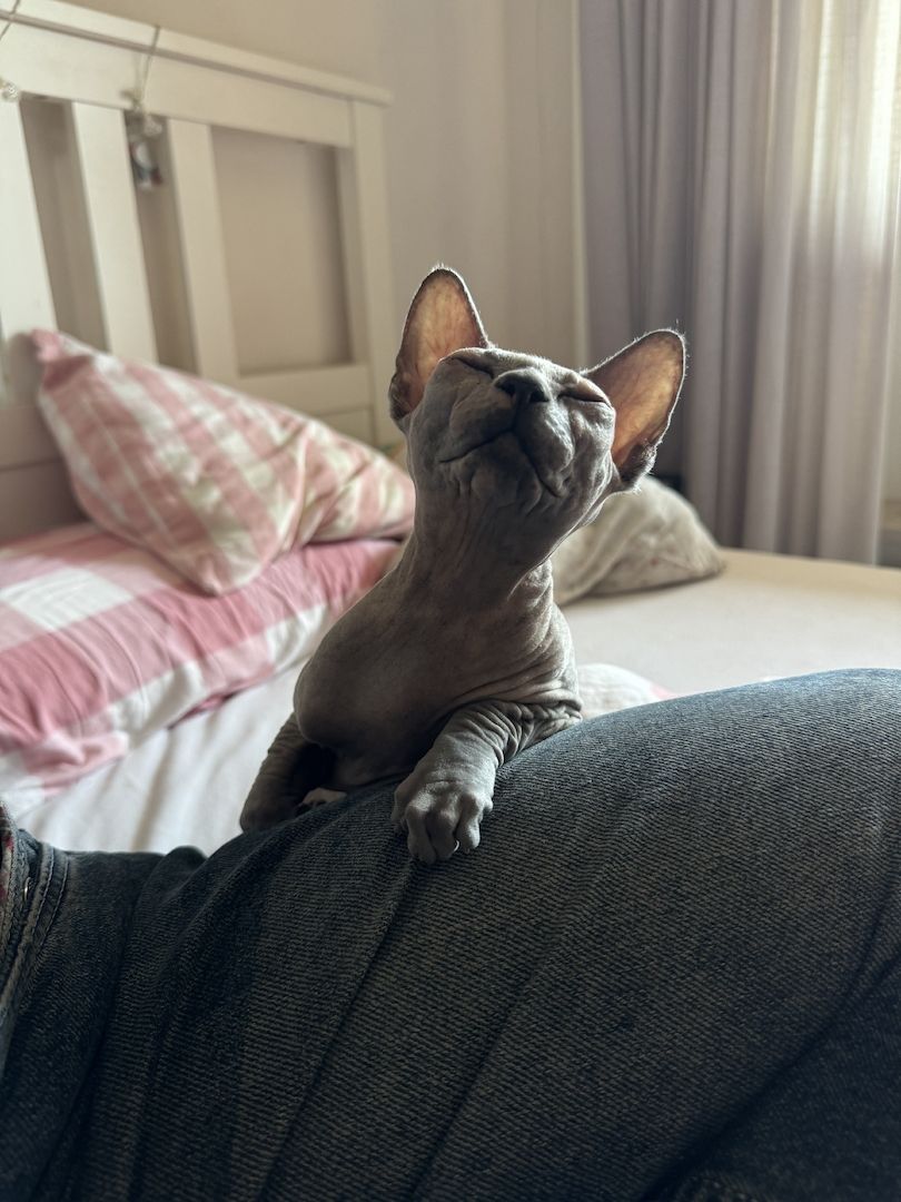 Sphynx Katze weiblich (so schnell wie möglich!!)