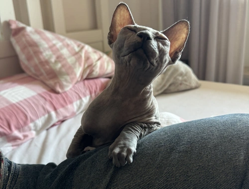 Sphynx Katze weiblich (so schnell wie möglich!!)