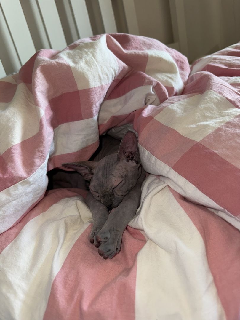 Sphynx Katze weiblich (so schnell wie möglich!!)